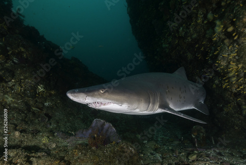 Ragged tooth shark  Aliwal Shoal  South Africa.
