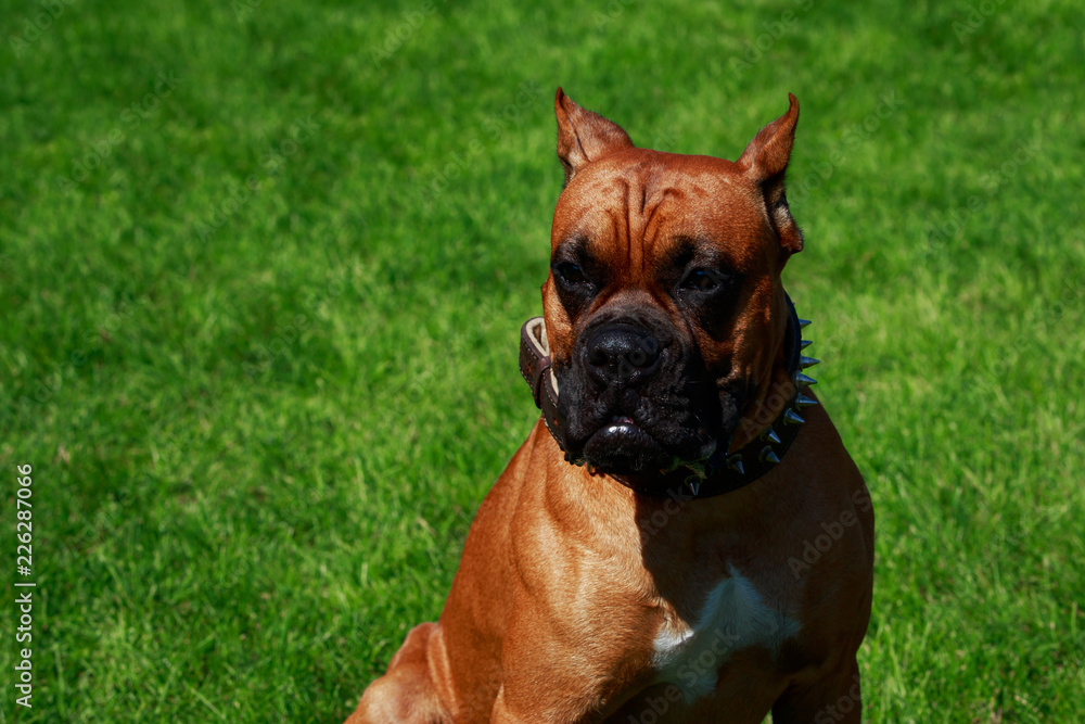 Dog breed German Boxer