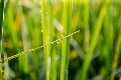 Water drop on rice plant in the morning.