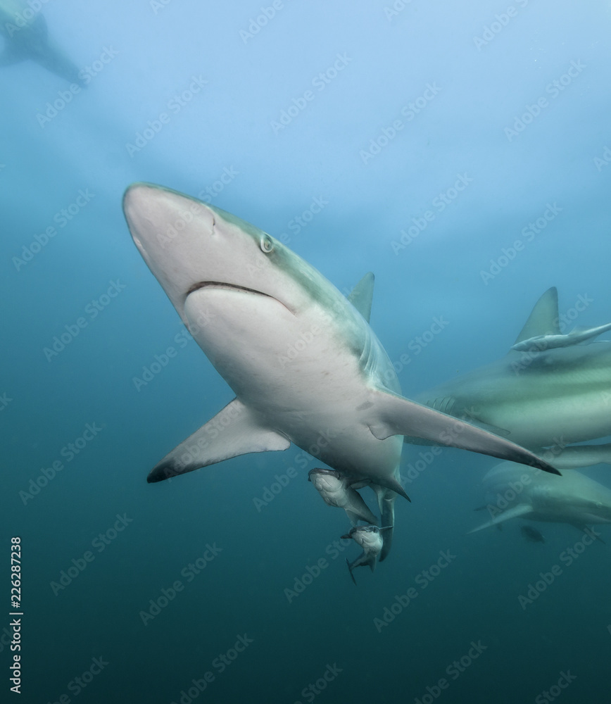 Obraz premium Oceanic black tip sharks, Aliwal Shoal, South Africa.