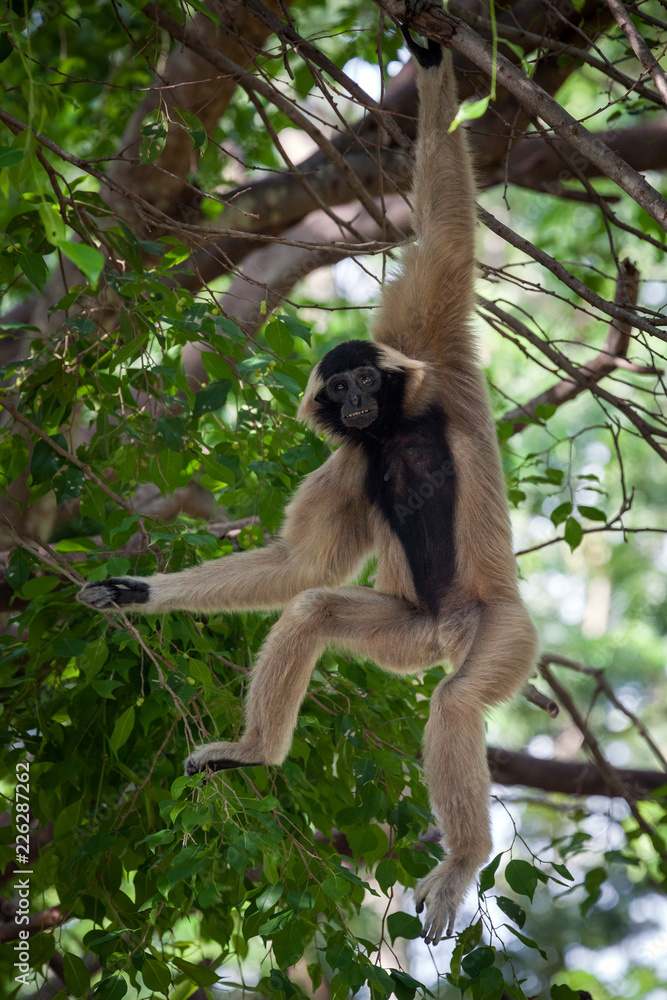 Obraz premium Gibbons crown