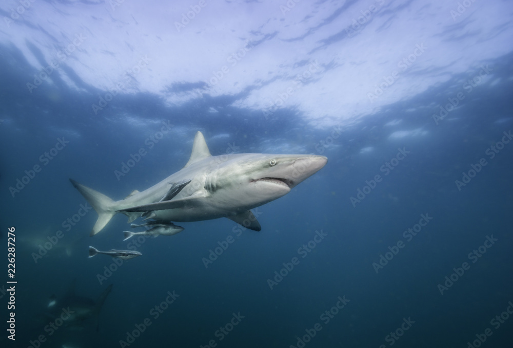 Fototapeta premium Oceanic black tip sharks, Aliwal Shoal, South Africa.