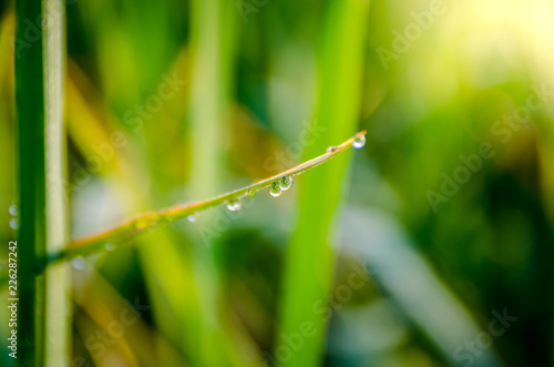 Water drop on rice plant in the morning.