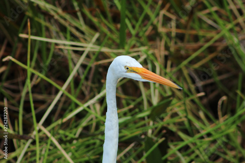 great white egret in swamp