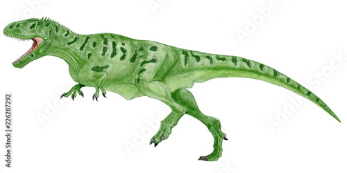 カルカロドントサウルス　白亜紀前期から中期にかけて北アフリカに生息した最大級の肉食恐竜。大きいものは14メートルの体長を有したと思われる。ティラノサウルスの頭骨が幅が広く、頑丈であったのと比べるとこの恐竜の頭骨は非常に狭く、歯は三角状で薄く鋭い。サメの歯に似ていることからカルカロドント(サメの歯をもつ）と命名された。イラスト © Mineo