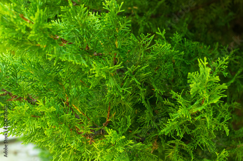 Incense cedar tree Calocedrus decurrens branch close up.