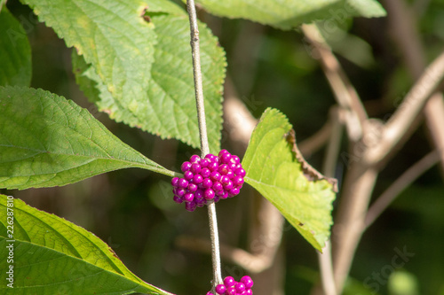 purple berries in florida swamp