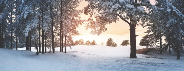 Pine trees covered with snow on frosty evening. Beautiful winter panorama