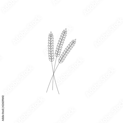 vector illustration of wheat, rye or barley ears with whole grain,wheat, rye or barley crop harvest symbol or icon isolated on white background.