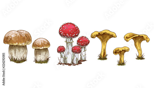 Mushrooms set. Vector illustration of different types of mushrooms. Chanterelle, orange cup boletus and fly agaric isolated on white background.