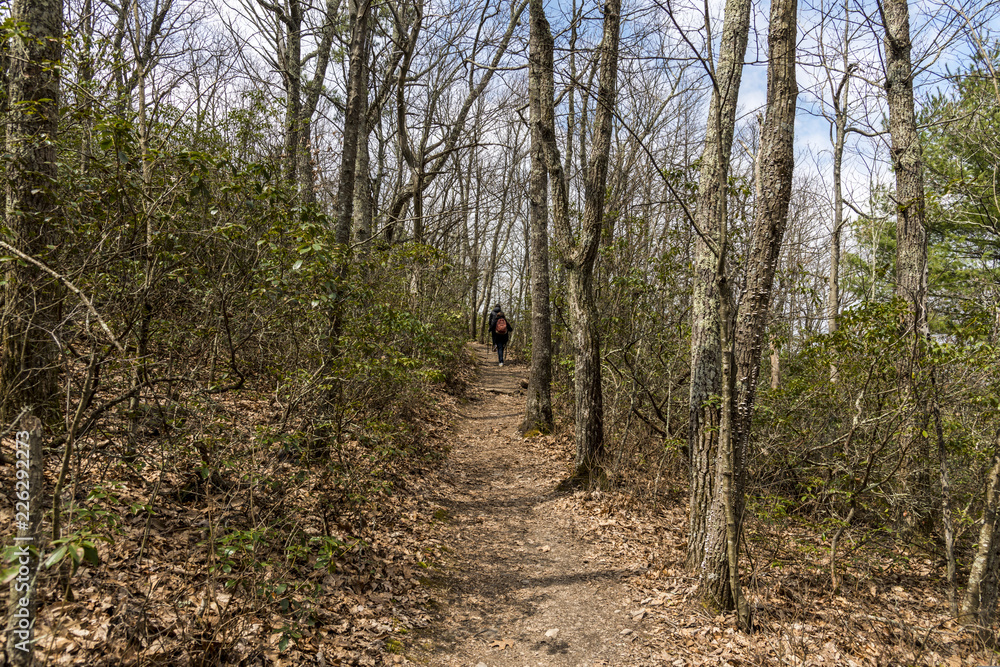 Fototapeta premium Trail path in a forest