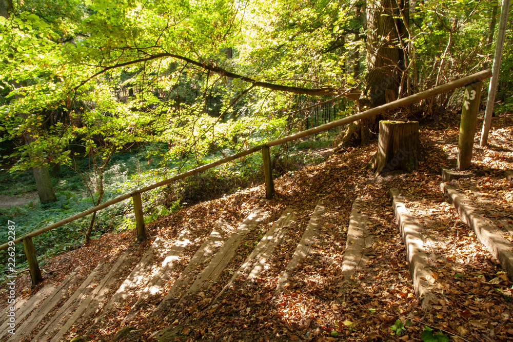 Wanderweg, Spazierweg und Treppe im Wald, sommerliche Szene in Viersen-Süchteln, Deutschland Wanderweg, Spazierweg und Treppe im Wald, sommerliche Szene in Viersen-Süchteln, Deutschland