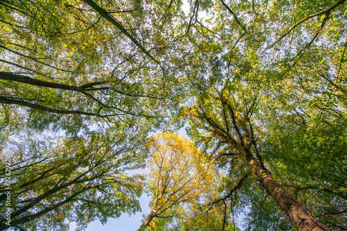 Ökologie und Nachhaltigkeit - Bäume und Wälder