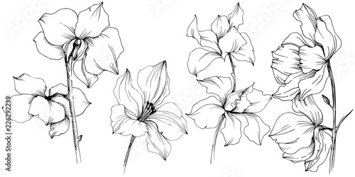 Vector orchid flower. Floral botanical flower. Isolated illustration element. Aquarelle wildflower for background, texture, wrapper pattern, frame or border.