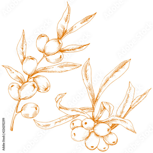 Orange hippophae plant. Vector icon on white background. Vector flower for background, texture, wrapper pattern, frame or border.