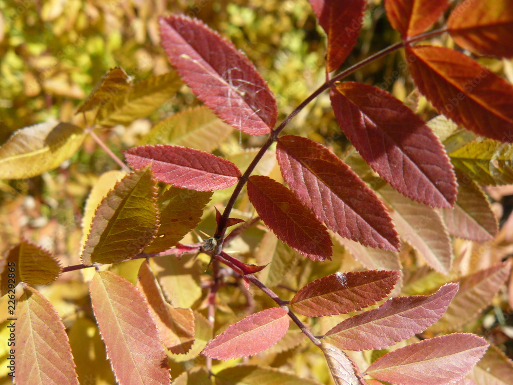 Dog rose red leaves Dog rose red leaves