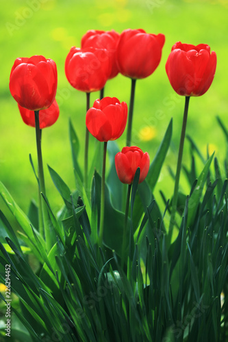 Group of tulips among green leaves