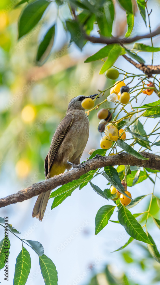 Bird (Yellow-vented Bulbul) on tree in nature wild Bird (Yellow-vented Bulbul) on tree in nature wild