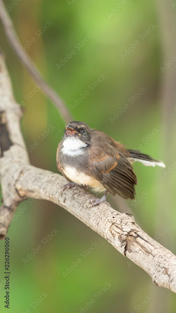 Bird (Malaysian Pied Fantail) in a nature wild Bird (Malaysian Pied Fantail) in a nature wild
