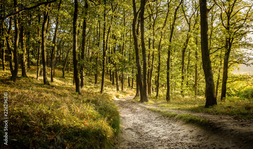 Spaziergang durch einen Wald