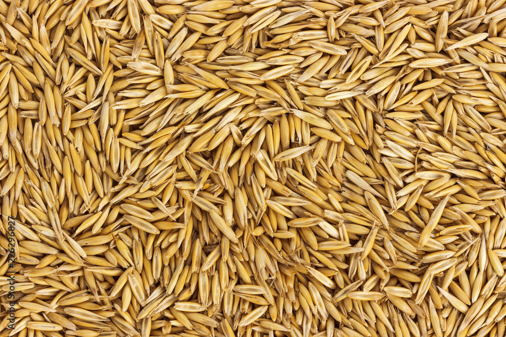 Texture oat seeds, oat grains background, top view