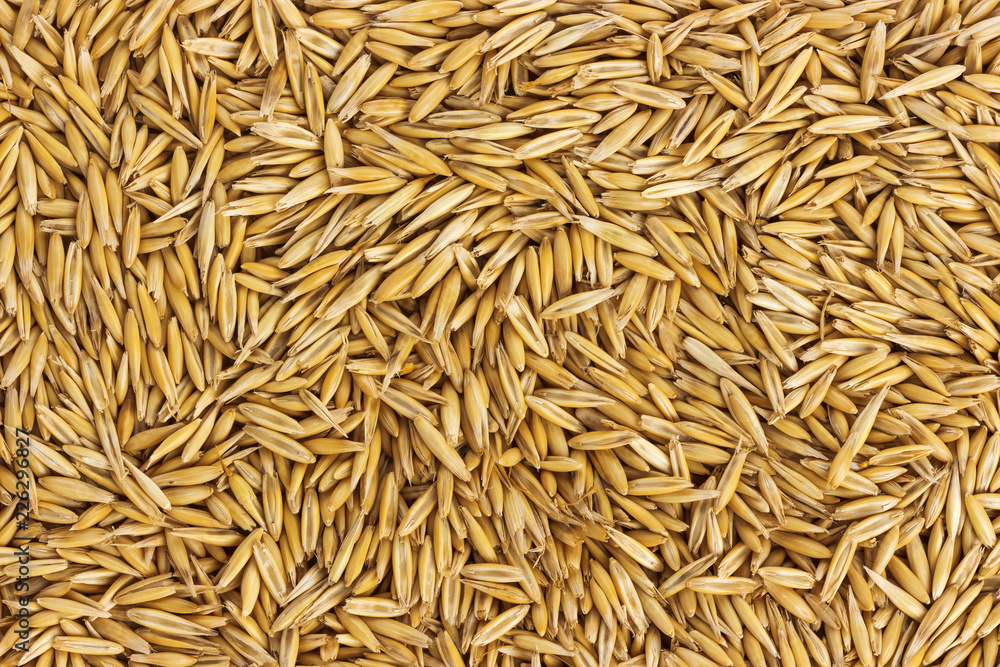 Texture oat seeds, oat grains background, top view Texture oat seeds, oat grains background, top view