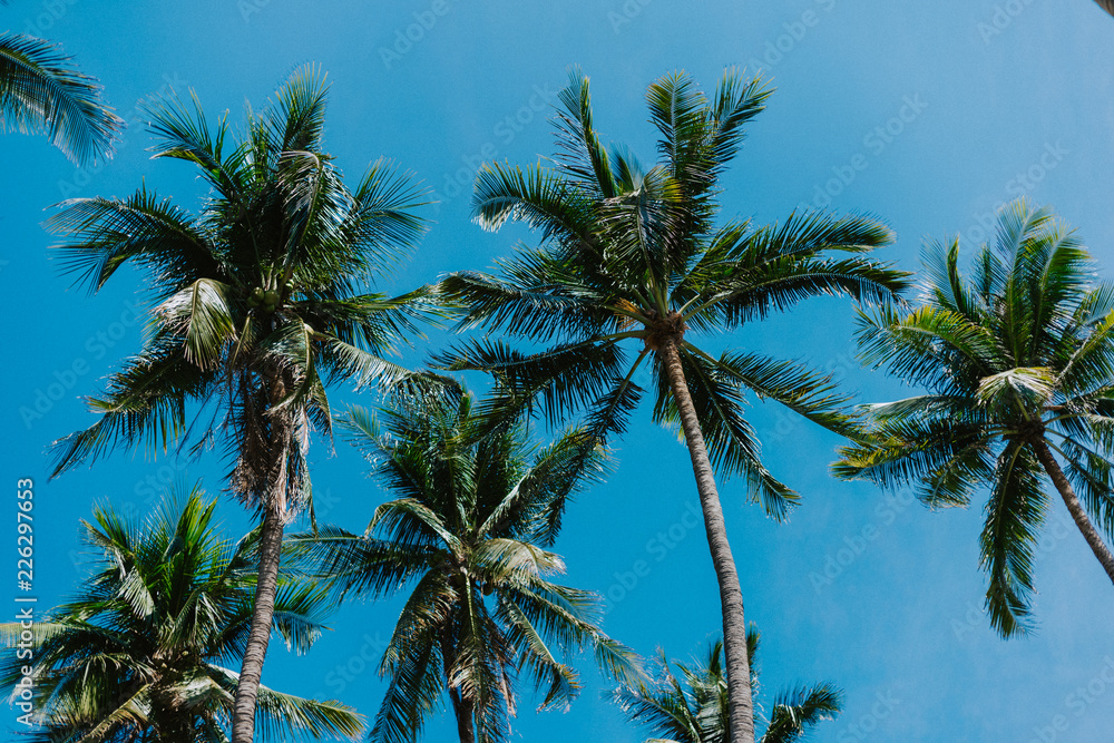 Coconut trees blend to the blue sky
