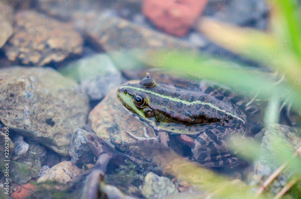 Lake frog in water Lake frog in water