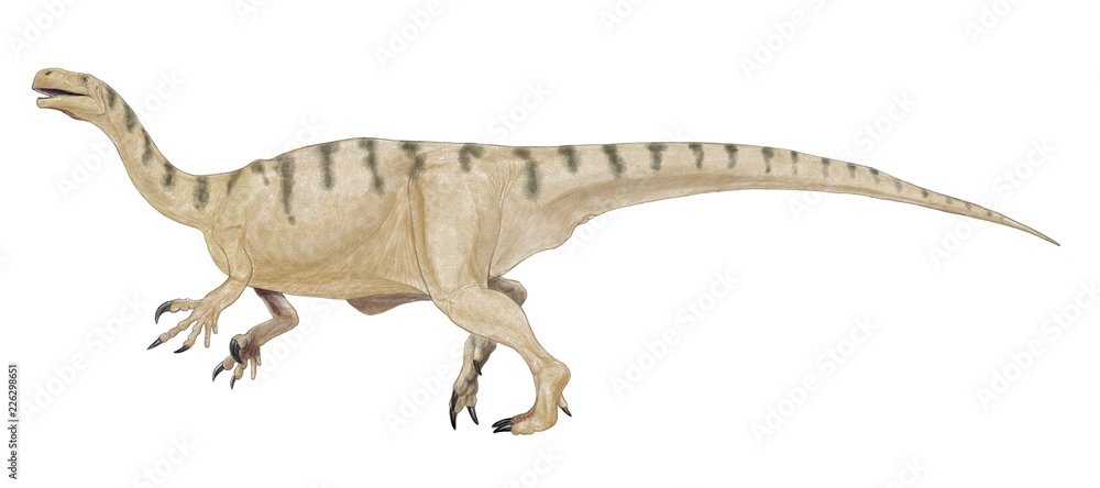 Fototapeta premium プラテオサウルス 三畳紀後期の竜脚類の原形(原竜脚類)。西ヨーロッパで発見されたもっとも有名な原竜脚類。前脚の親指の爪が発達しており、4足歩行では邪魔になるため、尾でバランスを取りながら2足歩行も行ったとされている。前脚の鉤爪は後ろ足で立ち上がった際、高い木の枝を引掛けるのに適しており、草食性の食性に利用したのかもしれない。学名は平らなトカゲ。背景のないイラスト。