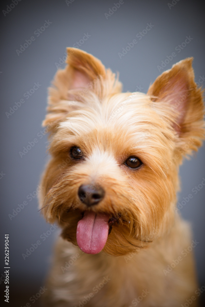 Fototapeta premium Yorkshire Terrier Sticking His Tongue Out