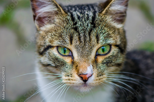 cat with green eyes © iloli