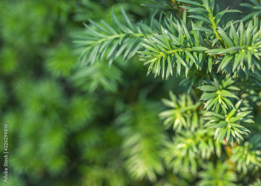 Blurred background from a spiny green rosemary plant close up. Spruce twig backdrop. Blurred background from a spiny green rosemary plant close up. Spruce twig backdrop.
