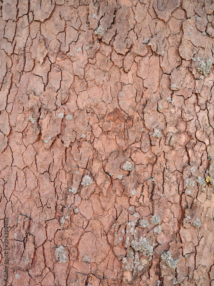 Wooden texture background Wooden texture background