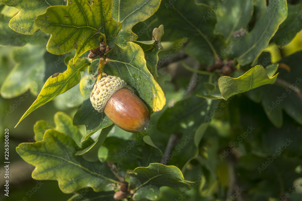 Obraz premium Eichel am Baum
