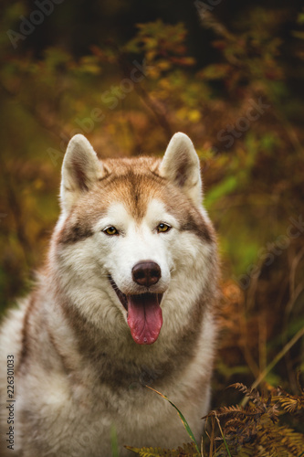Close-up Portrait of gorgeous Beige Siberian Husky in fall season on a forest background. Image of husky dog in autumn