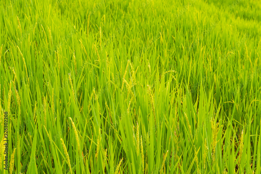 Close-up rice terrace field, Pabongpeang, in Maejam, Chiangmai, Thailand Close-up rice terrace field, Pabongpeang, in Maejam, Chiangmai, Thailand
