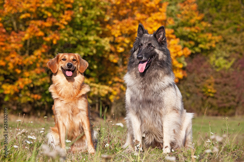 Portrait of two dog friends on meadow