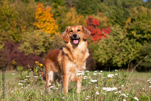 Portrait of nice crossbreed dog