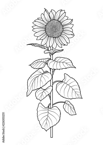 Fototapeta Naklejka Na Ścianę i Meble -  Sunflower for coloring book idolated on white background vector