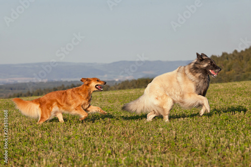 Nice belgian shepherd dog and his friend running on meadow