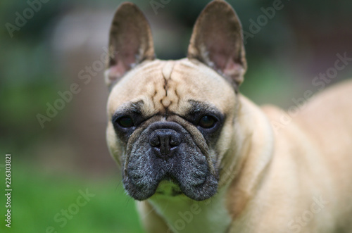Close up portrait of a French Bulldog