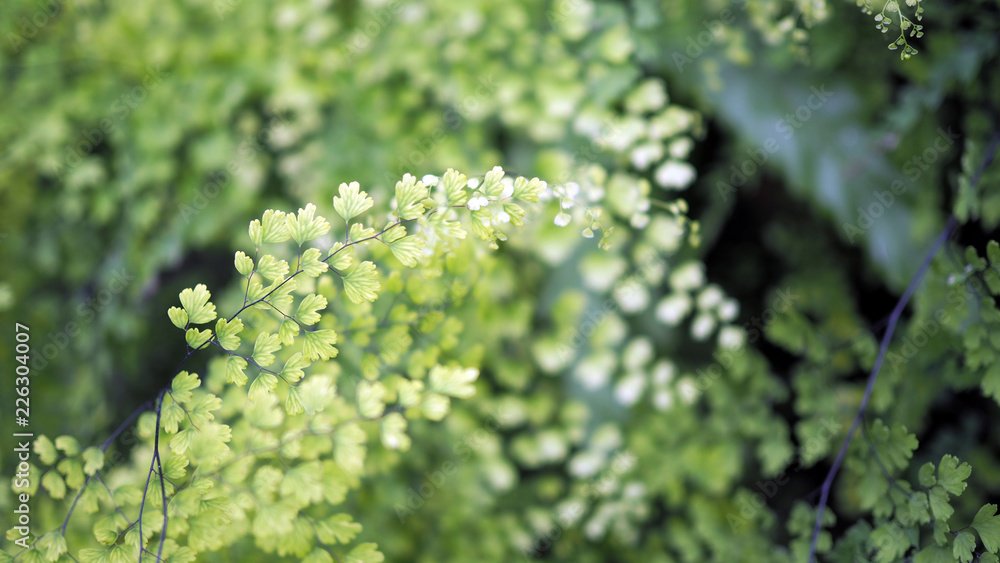 Obraz premium Green leaf background.