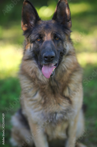 Portrait of beautiful Young Brown German Shepherd Dog Close Up.
