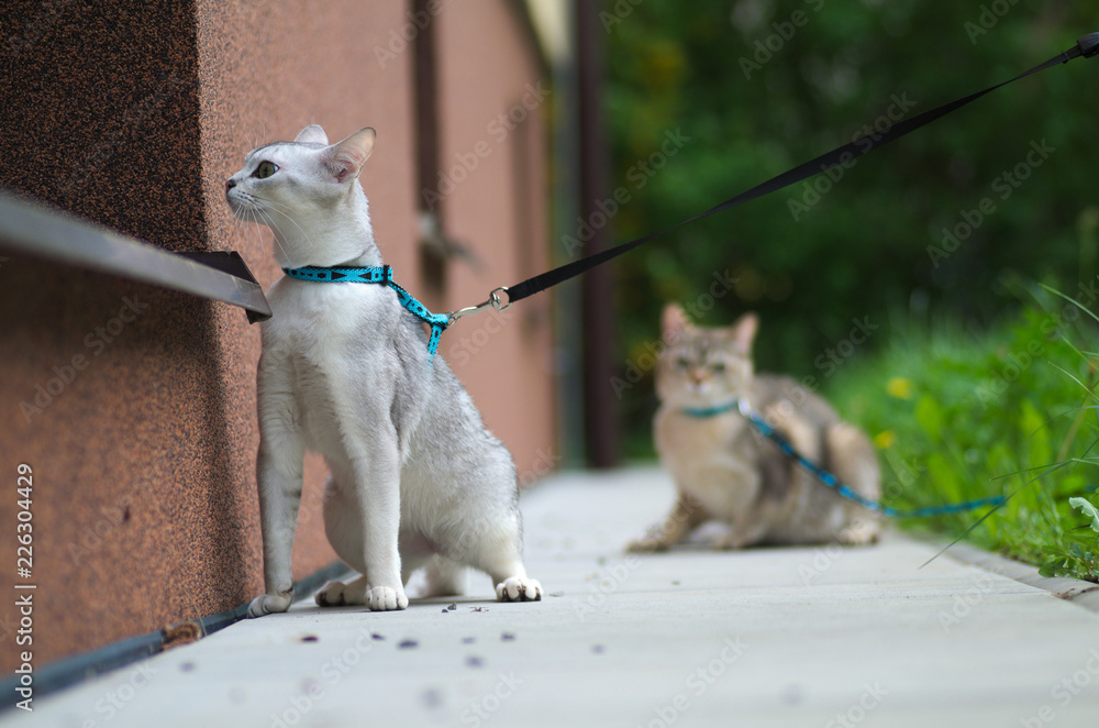 Cats on a leash outdoors