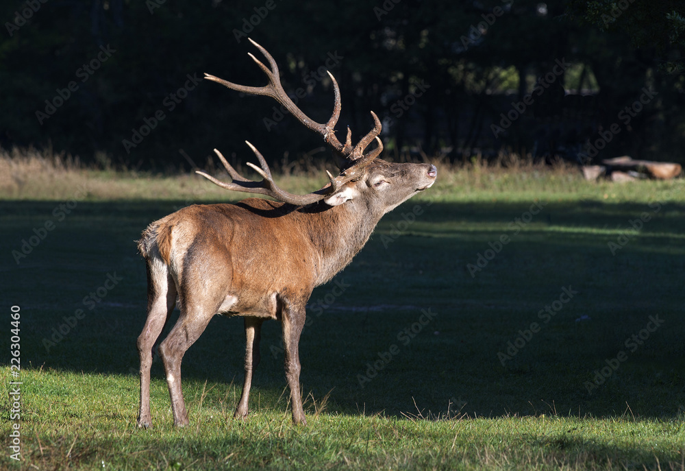 Fototapeta premium Cervo nel Campeggio 