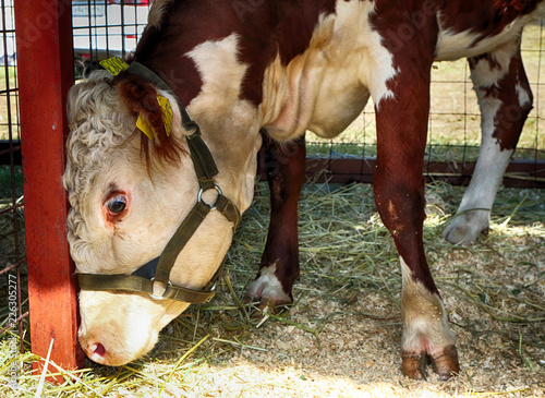 Purebred breeding bull at an agricultural show photo