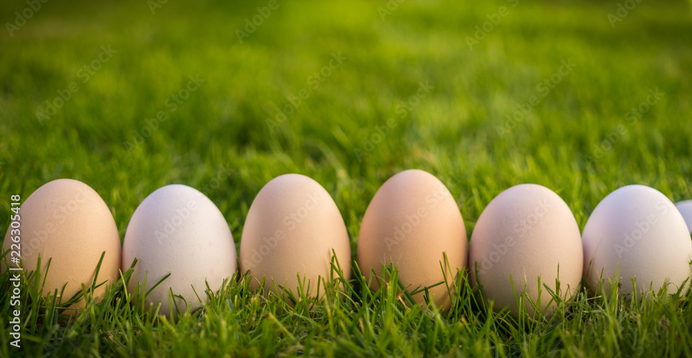 Spring Green Garden and Easter Eggs Spring Green Garden and Easter Eggs