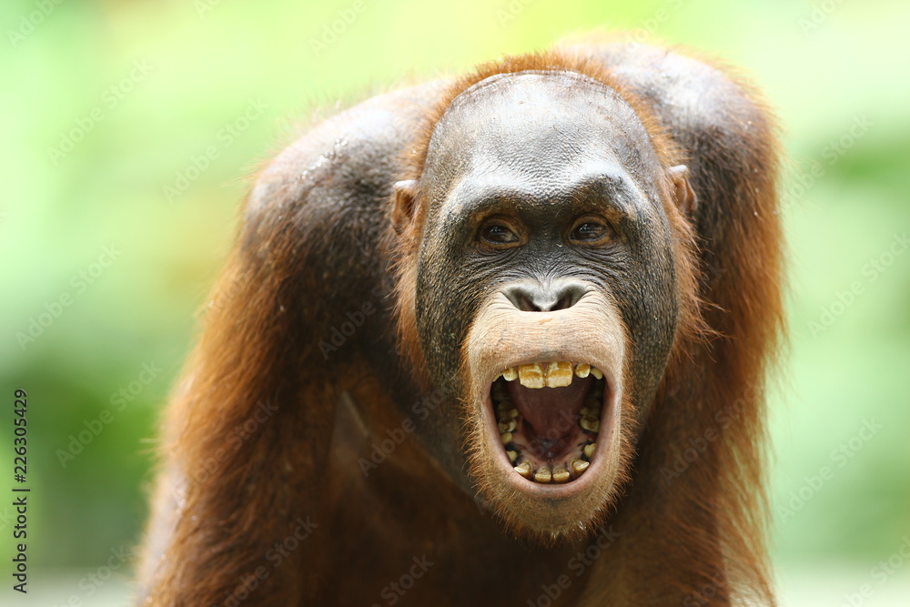 is a type of great ape with long arms and reddish or brown hair, which lives in tropical forests of Indonesia and Malaysia, especially on the islands of Borneo Kalimantan and Sumatra