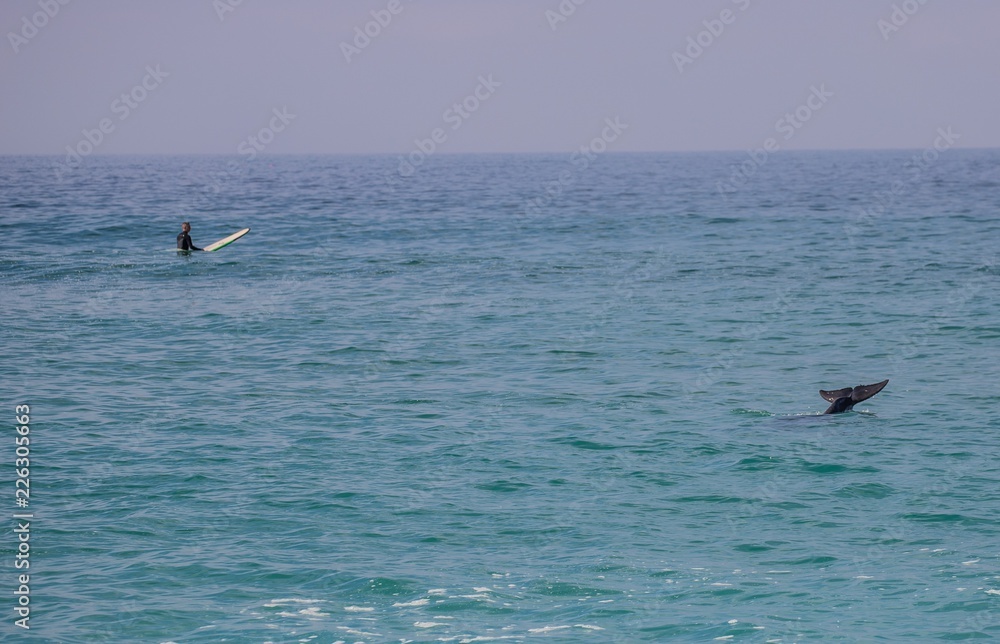 Naklejka premium Surfing with a dolphin