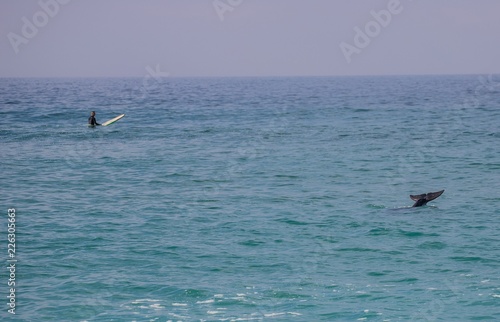 Surfing with a dolphin